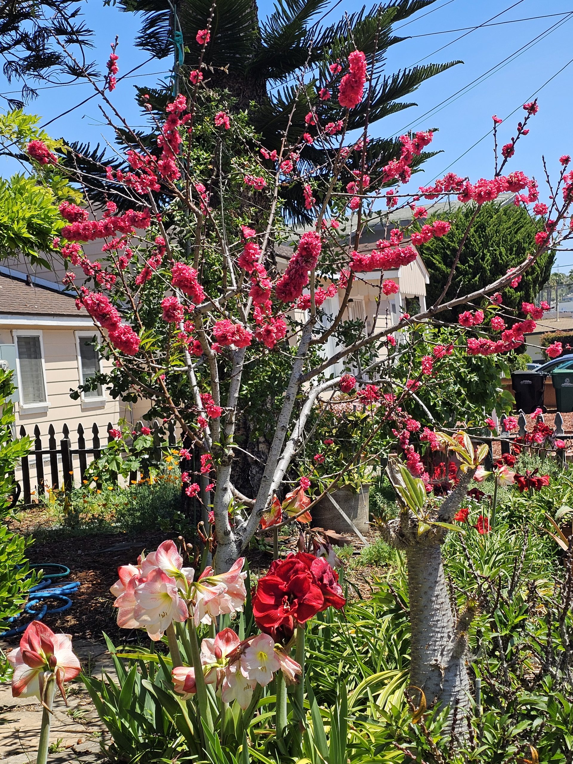 Beautiful flowering garden with pink cherry blossoms and colorful amaryllis maintained by Sprinkler Magic irrigation systems