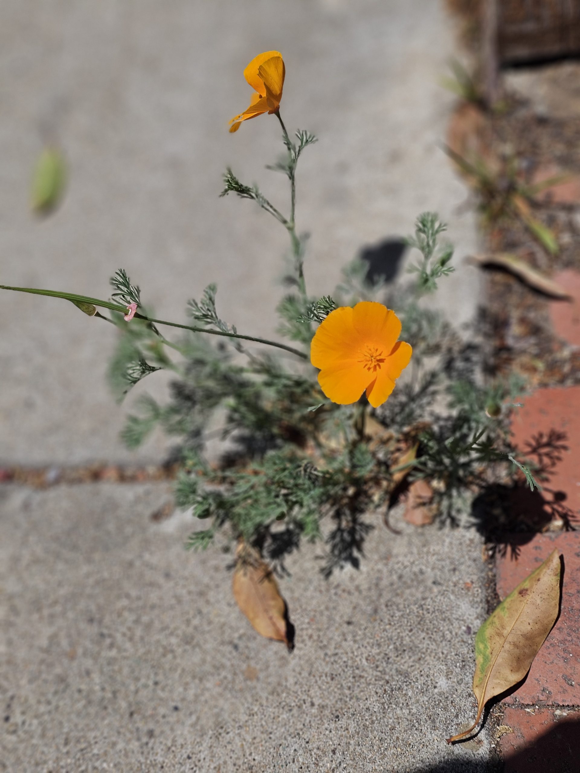 California poppy flowers thriving with proper irrigation