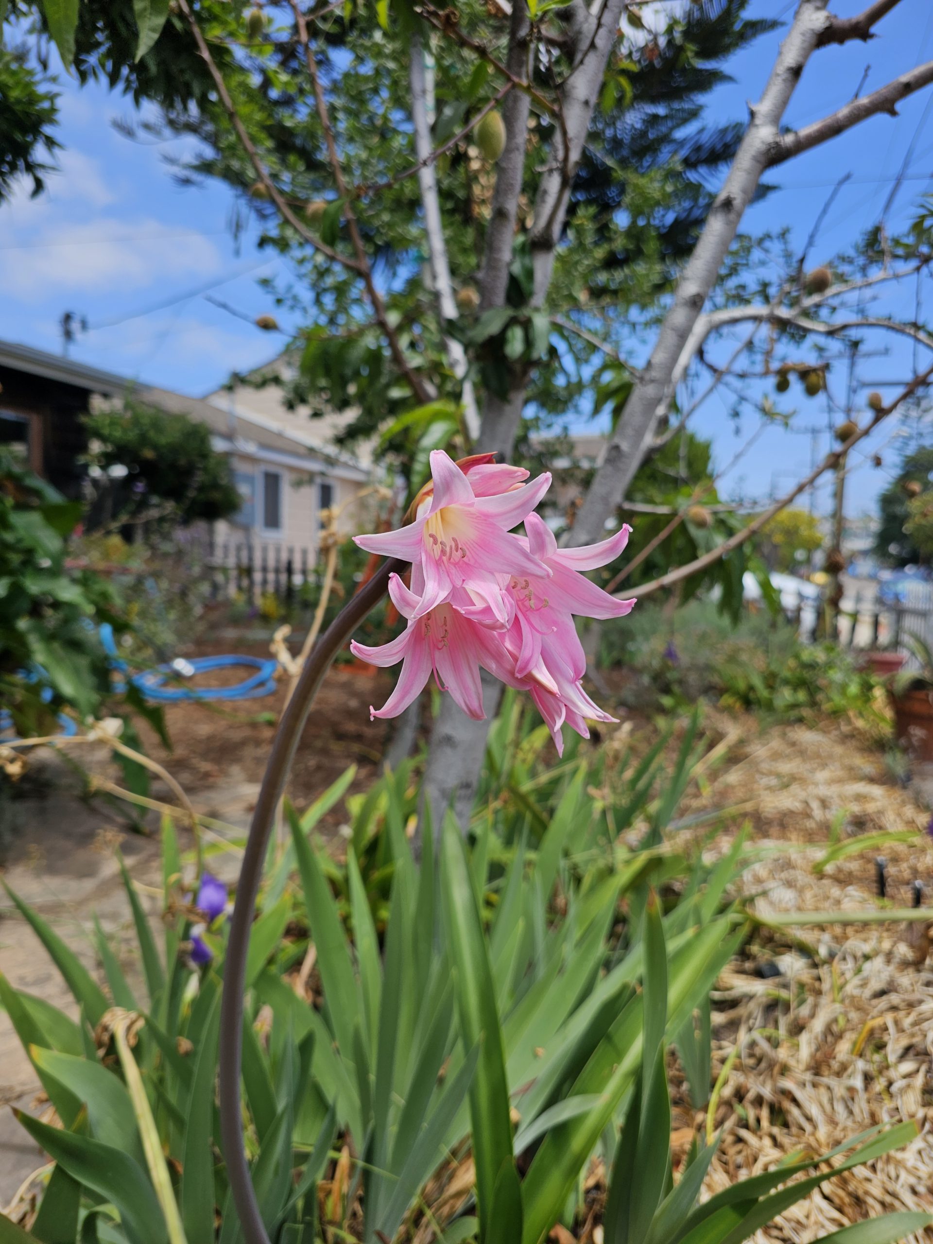 Beautiful pink lily flower in well-watered garden