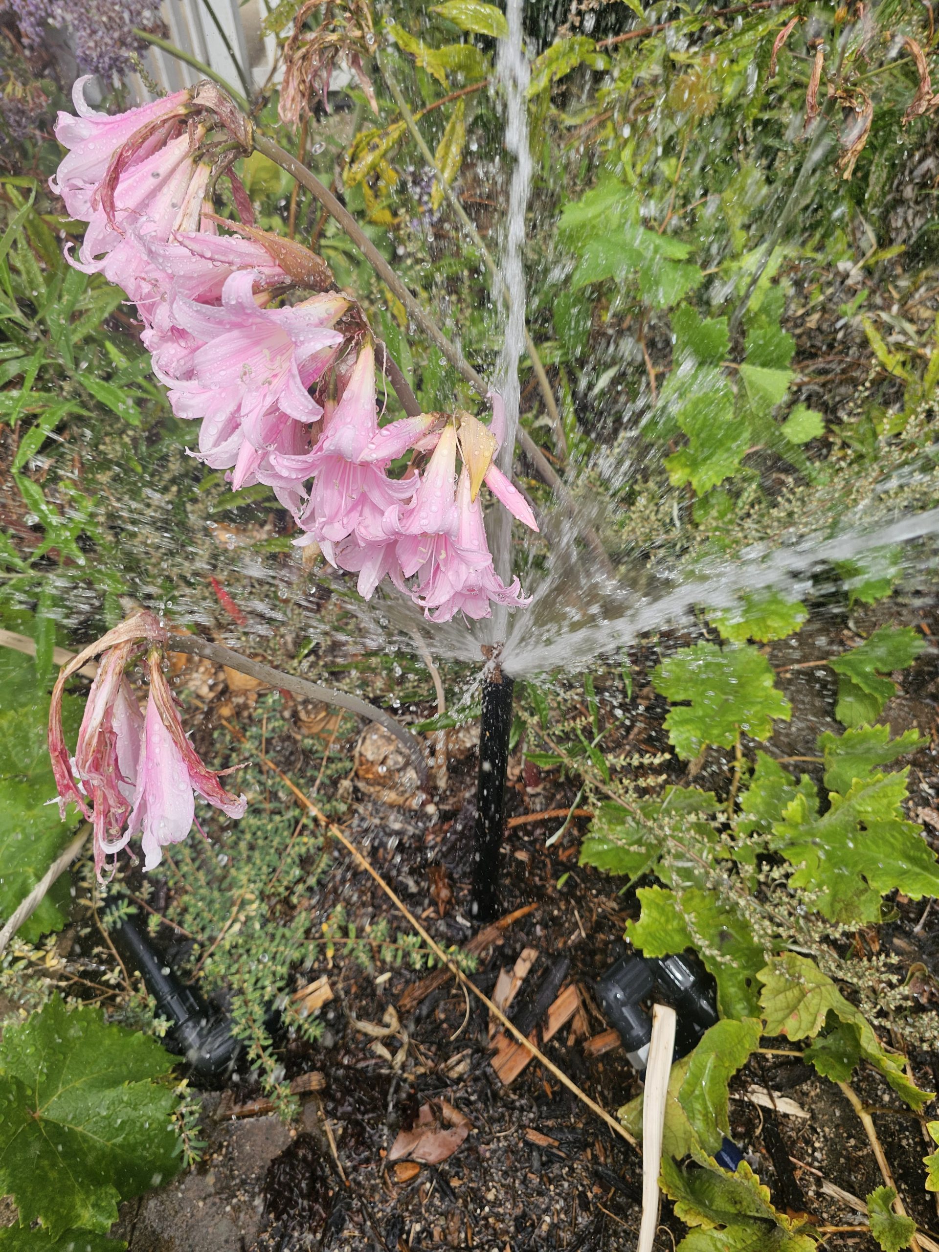 Sprinkler system watering pink amaryllis flowers
