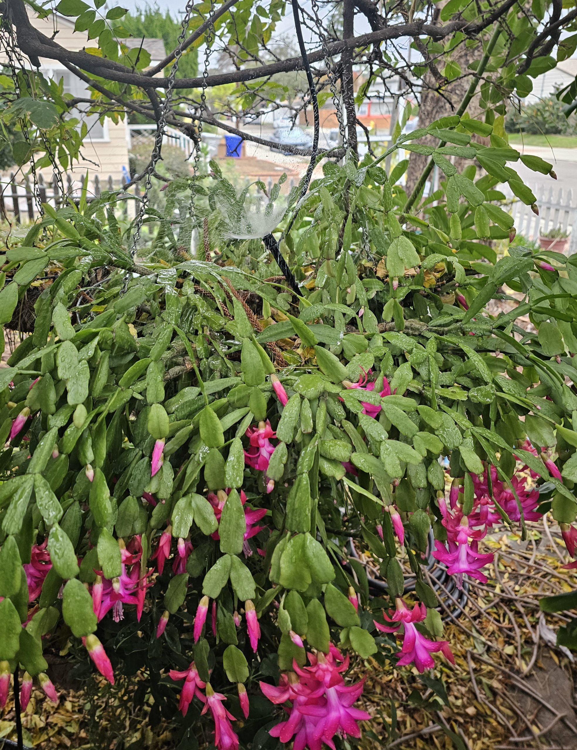 Christmas cactus